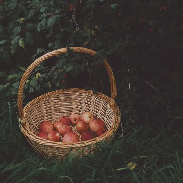 A woven basket of harvested apples resting in the grass